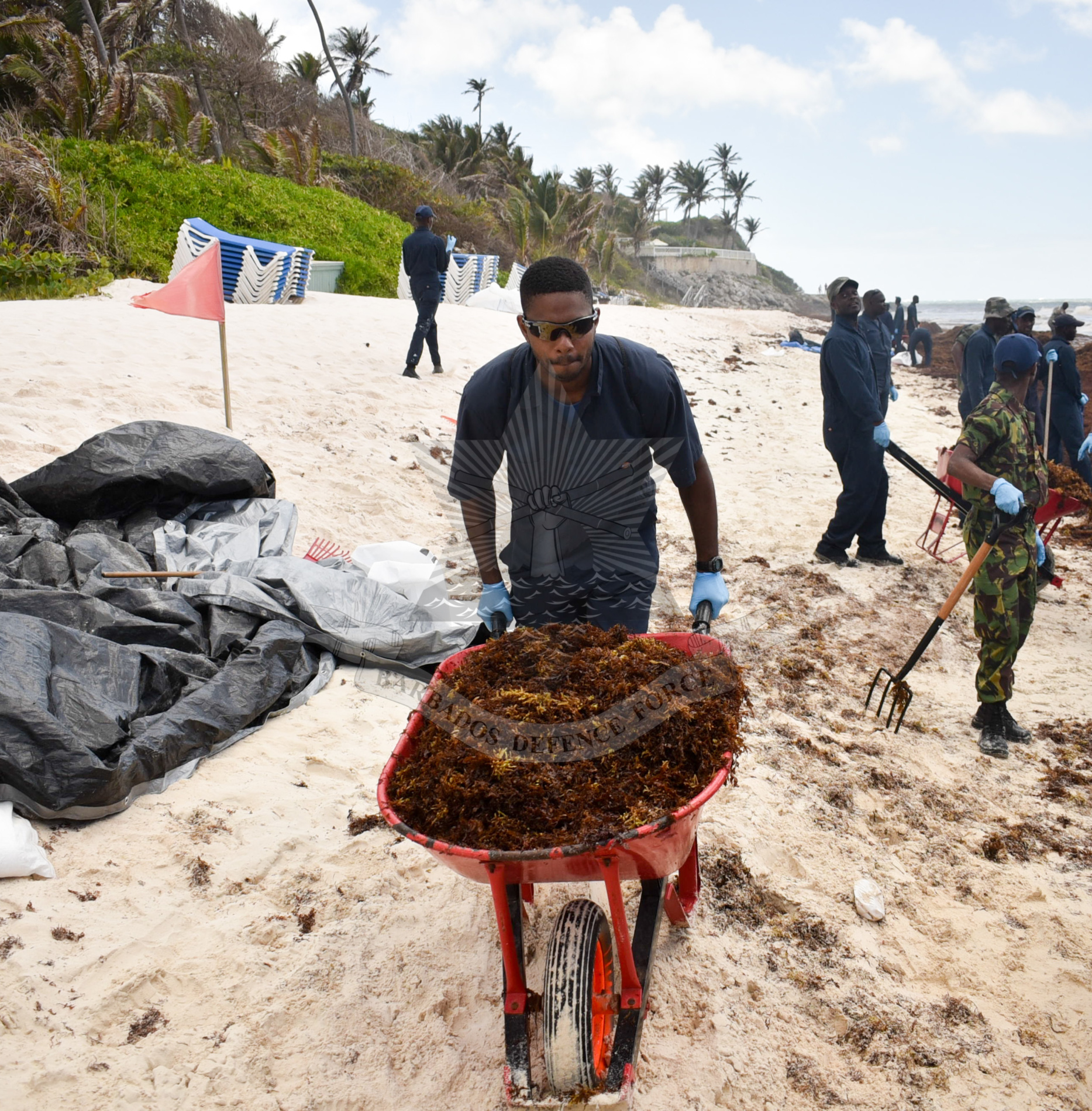 BDF Assists with Sargassum Seaweed programme